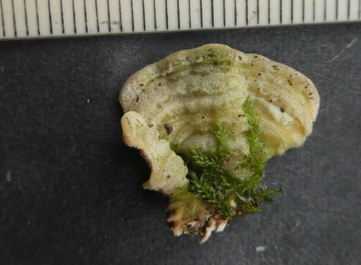 Photo by Jim Wills Steccherinum ochraceum by Jim Wills